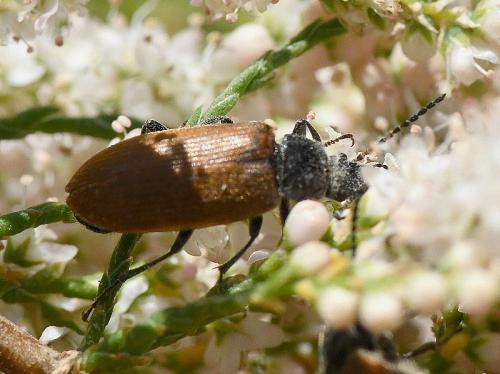 Réf. 230 102 : Megischia curvipes
